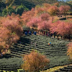 ITINERARIO 14D TREKKING HANOI – MU CANG CHAI – SAPA – HA LONG– HUE – HOI AN – SAIGON – MEKONG